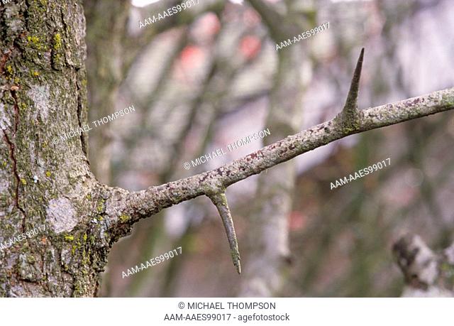 Washington Hawthorn (Crataegus phaenopyrum), Thorns up to 3 long