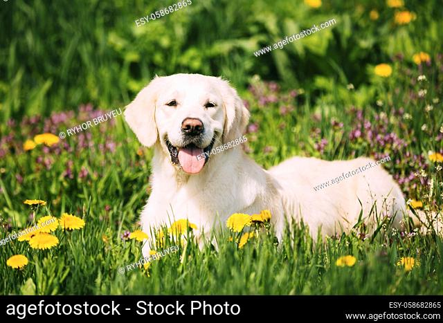 White Obedient Funny Young Happy Labrador Retriever Sitting In Grass And In Yellow Dandelions Outdoor. Spring Season. Smiling Dog