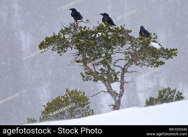 Common ravens (Corvus corax) in winter, Norway, Europe