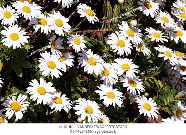a bed of yellow and white Daisy flowers, Bellis perennis  Lavalette, New Jersey, USA, North America