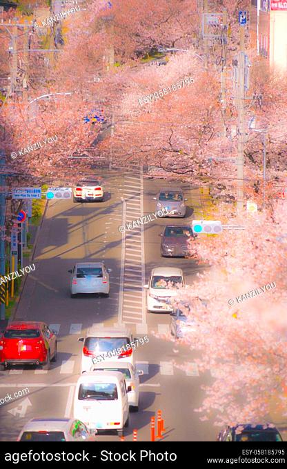 Cherry trees and traffic of Tama Plaza. Shooting Location: Yokohama-city kanagawa prefecture