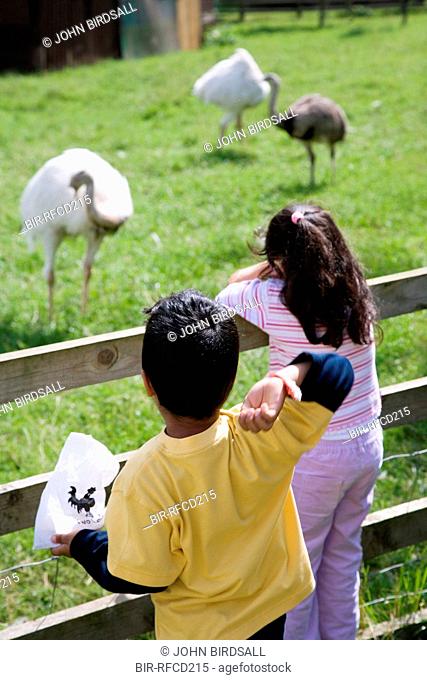 Two children looking at ostriches on a visit to a city farm
