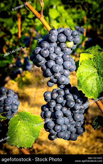 red grapes on the vine surrounded by grape leaves, almost ripe berries on the grape panicle