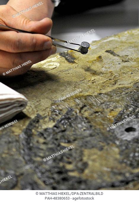 Paleontologists take a bone sample from the world's only fossil of a Pantelosaurus, a Saxony Pelycosaurus from the Permian age, in Freiberg,  Germany