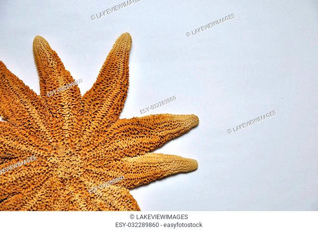 Eleven arm seastar, Stichaster australis, endemic to New Zealand, on blank background