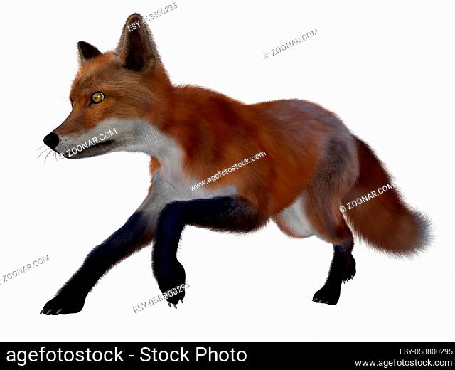 Red fox running isolated in white background - 3D render