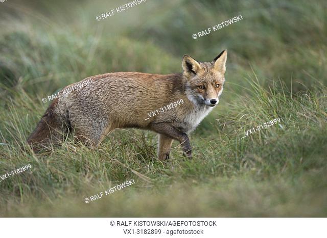Red Fox ( Vulpes vulpes ) in thick wintercoat stalks through a meadow with high grass