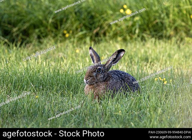 09 June 2023, Schleswig-Holstein, Maasholm: A hare sits on a meadow in the nature reserve ""Schleimündung"", the oldest nature reserve in Schleswig-Holstein