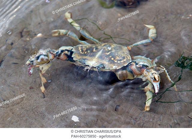 A shore crab on the mudflats between Dagebuell and Hallig Langeness, Germany, 14 July 2015. The Nationalpark Wattenmeer (Wadden Sea National Park) in...
