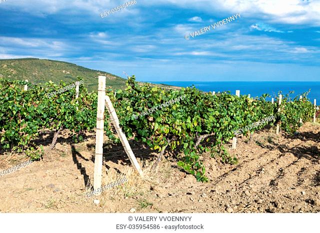 travel to Crimea - vineyard of winery farm Alushta of Massandra plant on Black Sea Coast in september