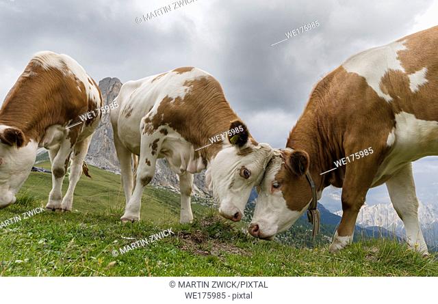 Cows on alpine pasture. Dolomites at Passo Giau. Europe, Central Europe, Italy