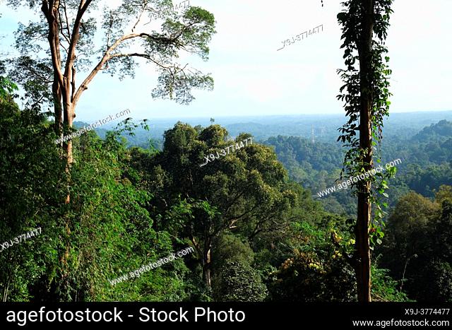 Tropical rain forest lanscape, kuching, sarawak, malaysia, borneo