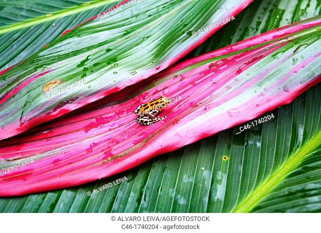 Strawberry Poison Dart Frog Dendrobates pumilio, Bastimentos island, Bocas del Toro province, Caribbean sea, Panama