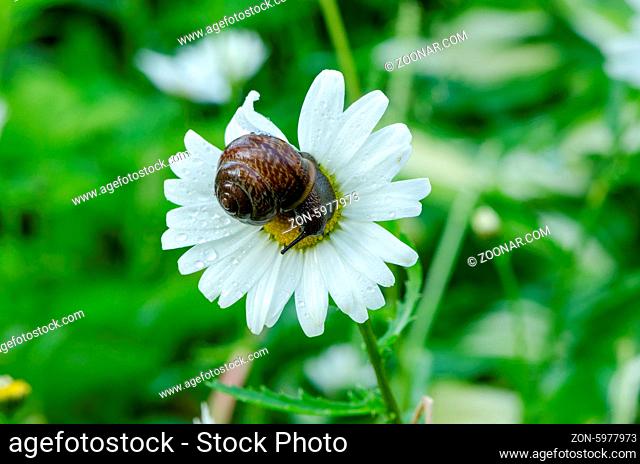 Closeup of wet snail on daisy flower bloom center covered with morning dew drops