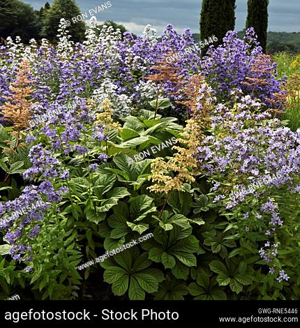 Herbaceous perennial Campanula Lactiflora 'Pritchard's Variety' milky bellflower with blue flowerheads and Rodgersia Pinnata 'Maurice Mason' pinnate leaves and...