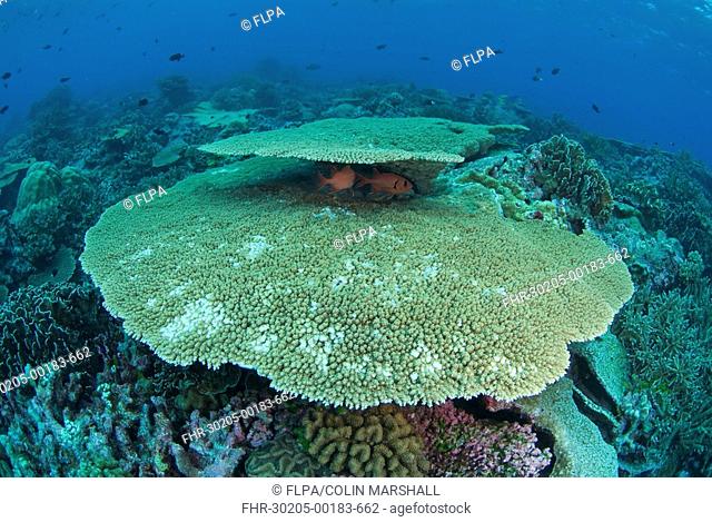 Coral reef habitat, with fish sheltering under table coral, North West Point dive site, Christmas Island, Australia
