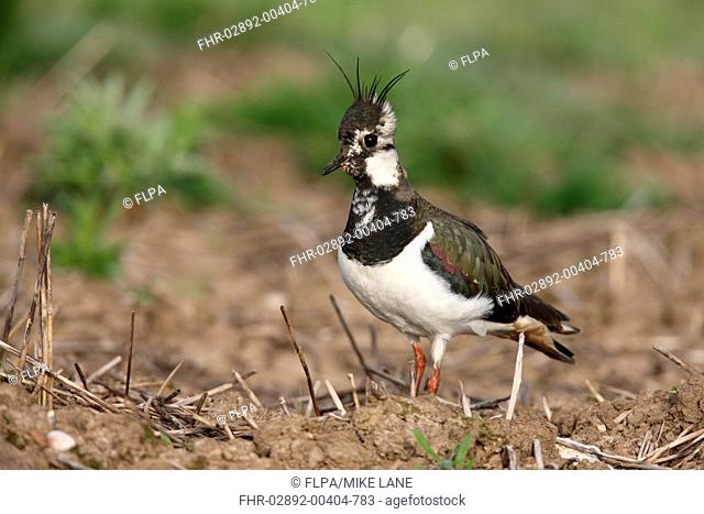Northern Lapwing Vanellus vanellus adult female, standing in field, Midlands, England, spring