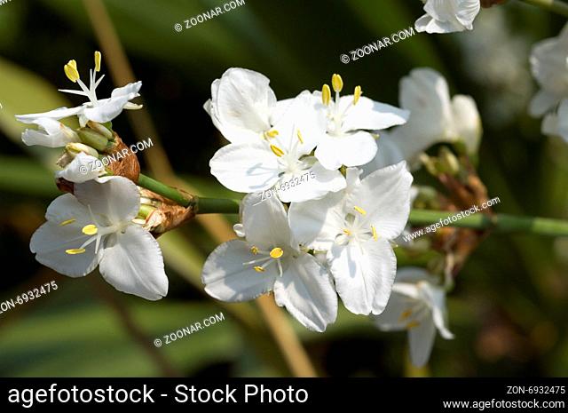 Neuseeland Iris; Libertia grandiflora