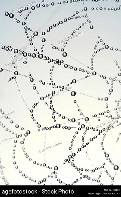 Dew drops on a spider web (wheel net)