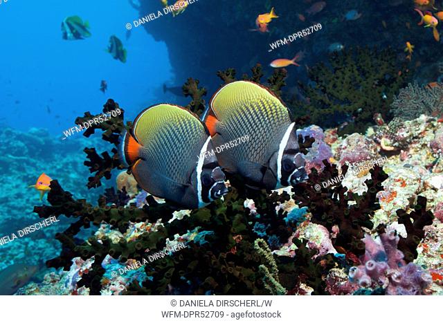 Pair of Red-tailed Butterflyfish, Chaetodon Collare, Thaa Atoll, Maldives