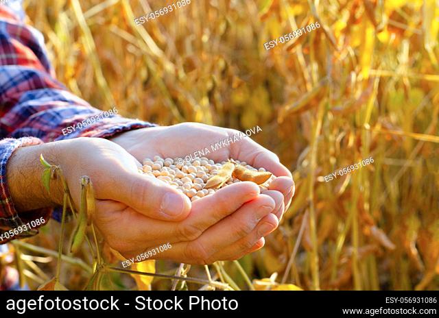 Handful of Soy beans in farmer hands on field background evening sunset time