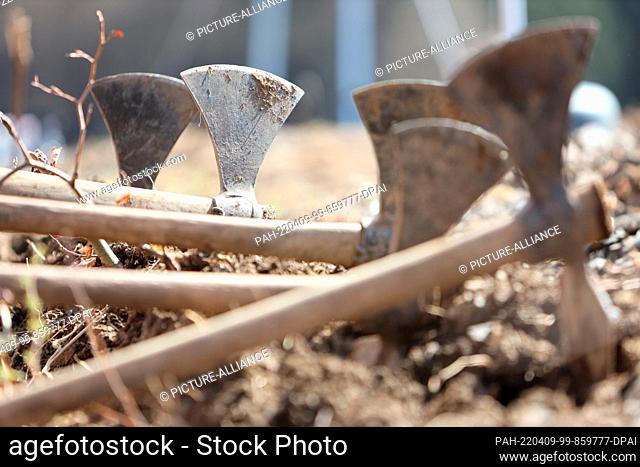 09 April 2022, Saxony-Anhalt, Wernigerode: Hoes are ready for the volunteer planting helpers in the city forest. With a large planting campaign