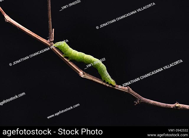 Small green caterpillar called False Looper (Trichoplusia ni) moving on a branch to feed on the leaves