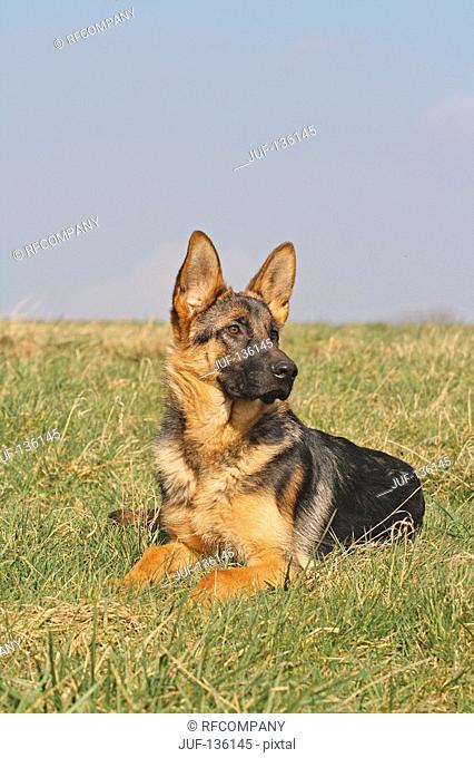 German Shepherd dog lying on meadow