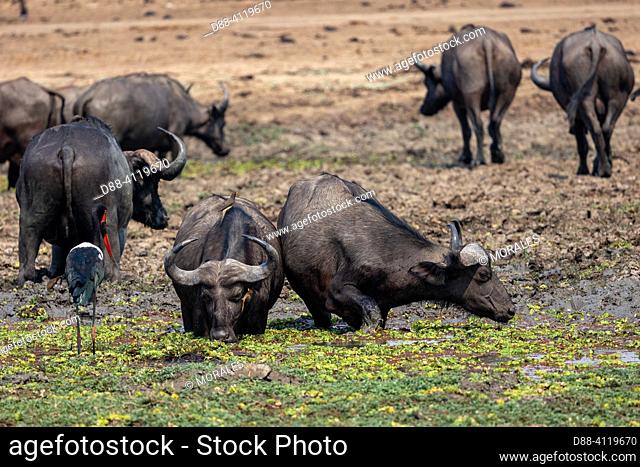 Africa, Zambia, Lower Zambezi natioinal Park, African buffalo or Cape buffalo (Syncerus caffer), Big group, a lot of females and youngs, drinking in a marsch