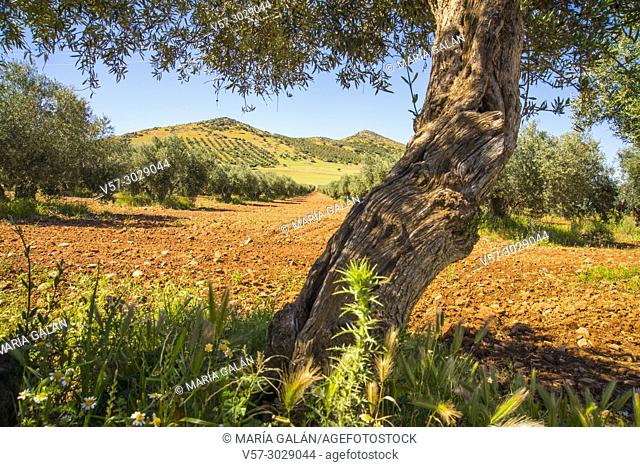 Olive grove. Fuente del Fresno, Ciudad Real province, Castilla La Mancha, Spain
