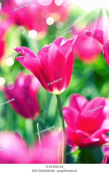 Pink tulips in the field