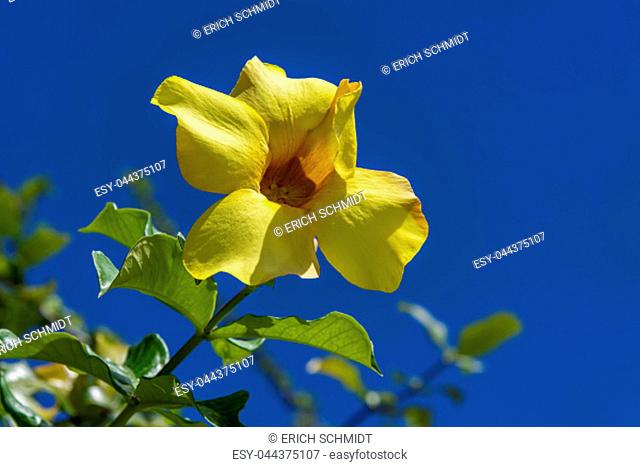 yellow hibiscus (hibiscus brackenridgei), maupiti, society islands, french polynesia