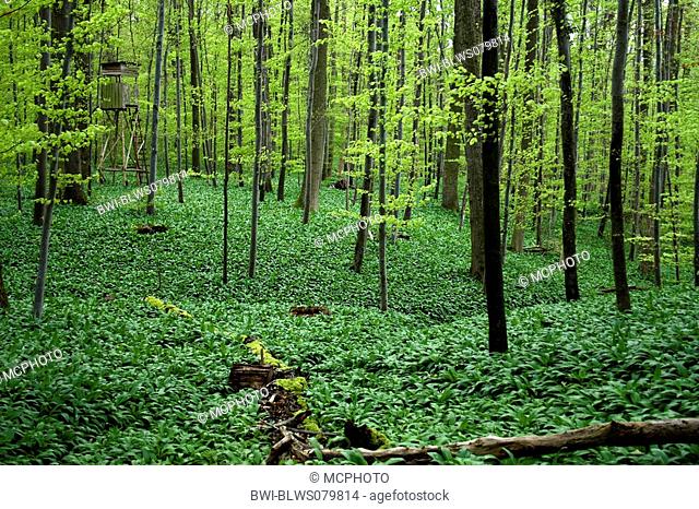 ramsons Allium ursinum, deciduous forest in spring, Germany, Baden-Wuerttemberg