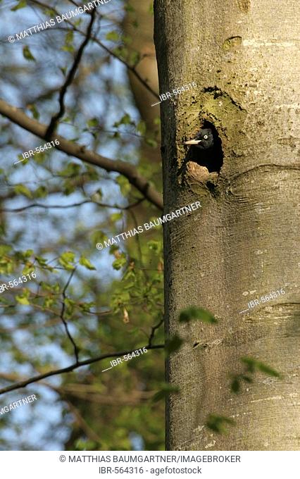 Female Black Woodpecker (Dryocopus martius) looking out of tree-hole