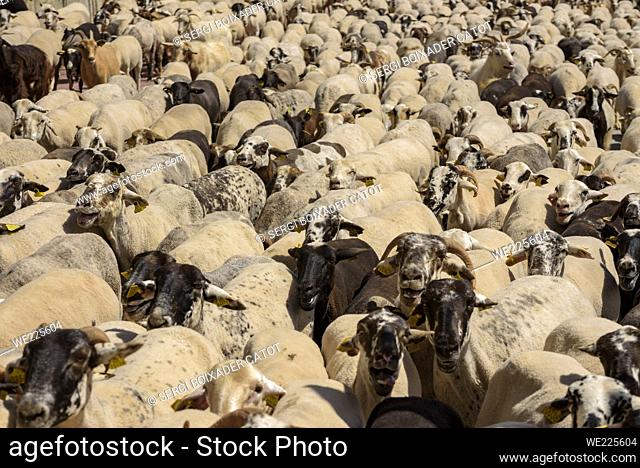 A shepherd and his flock of sheep during the transhumance towards the Pyrenees. Passing through Olost village (Lluçanès, Osona, Barcelona, Catalonia, Spain)