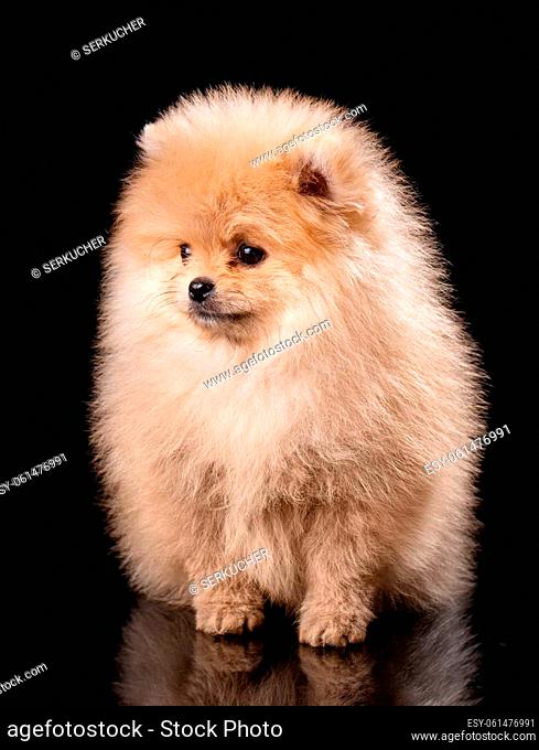 Cute little pomeranian spitz puppy sitting on a black background. Studio portrait of fluffy puppy