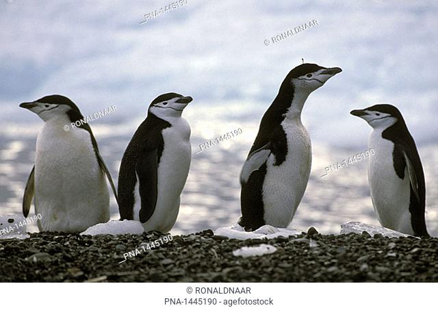 Chinstrap Penguins in Antarctica