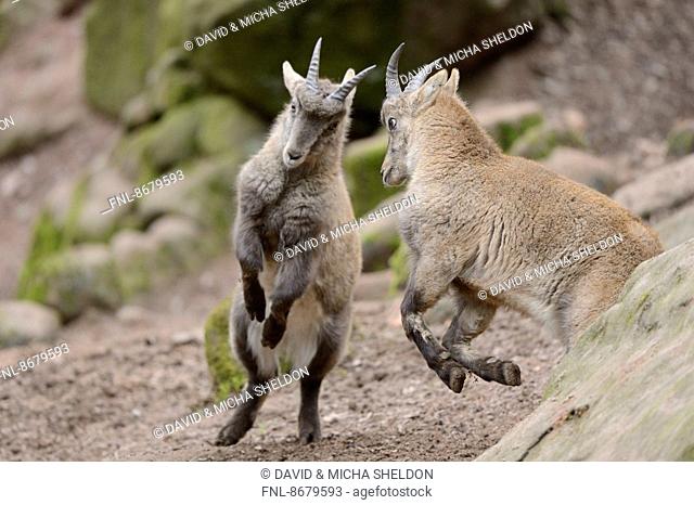 Two Alpine ibex (Capra ibex) playing around