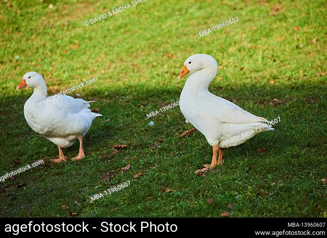 Domestic goose (Anser anser domesticus), meadow, sideways, standing