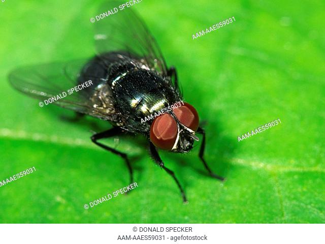 Blue-bottle fly (Calliphora vomitoria) (eyes)