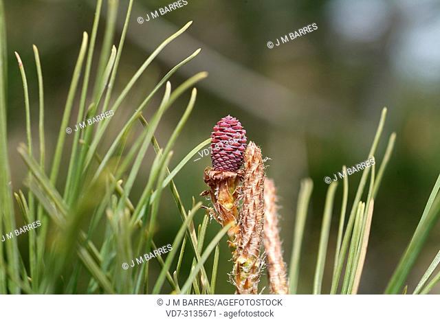 Aleppo pine (Pinus halepensis) is a coniferous tree native to Mediterranean Basin. It is specially abundant in eastern Spain. Female flower detail