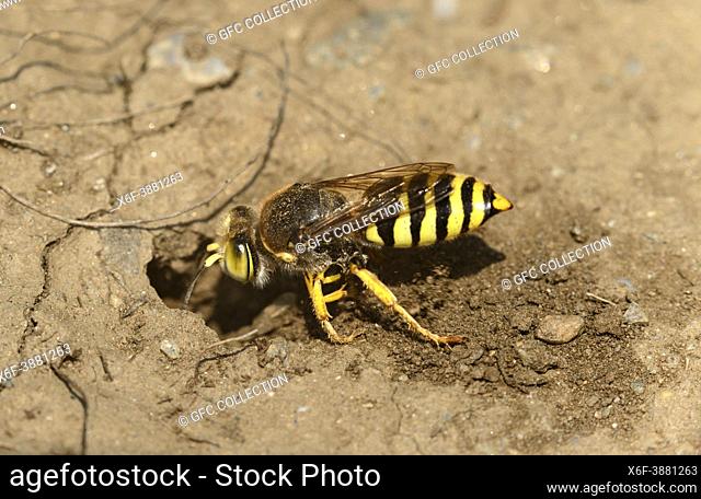 Sand wasp (Bembix rostrata) digging its burrow, Valais, Switzerland