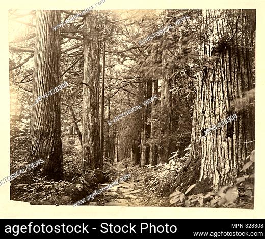 A Forest. Album of photographs of Japan. Date Issued: 1870 - 1889 (Questionable). Japan Forests - Japan. Photographs albumen print. Albumen