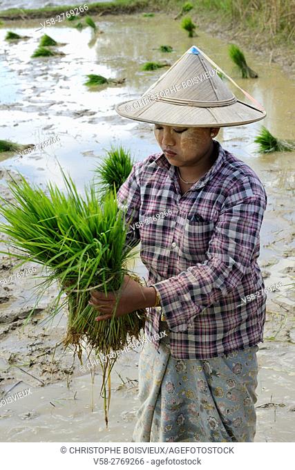 Myanmar, Kayin (Karen) State, Hpa-An region, Farmer transplanting rice