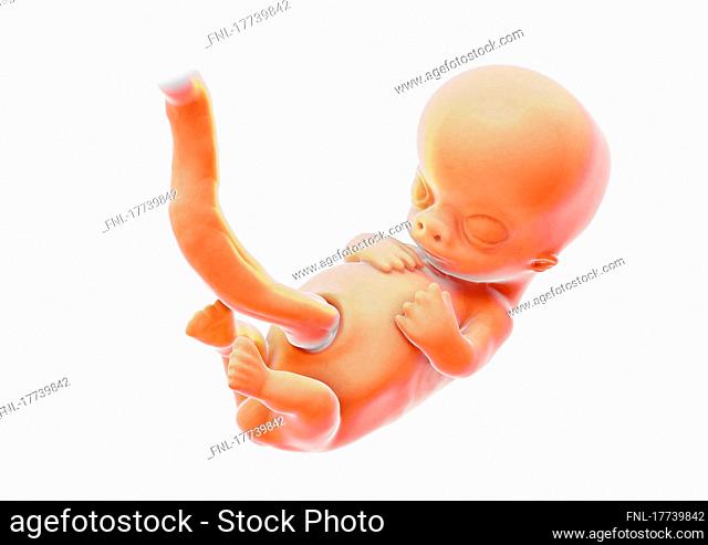 Illustration of a fetus in the 10th week of pregnancy (SSW) on white background