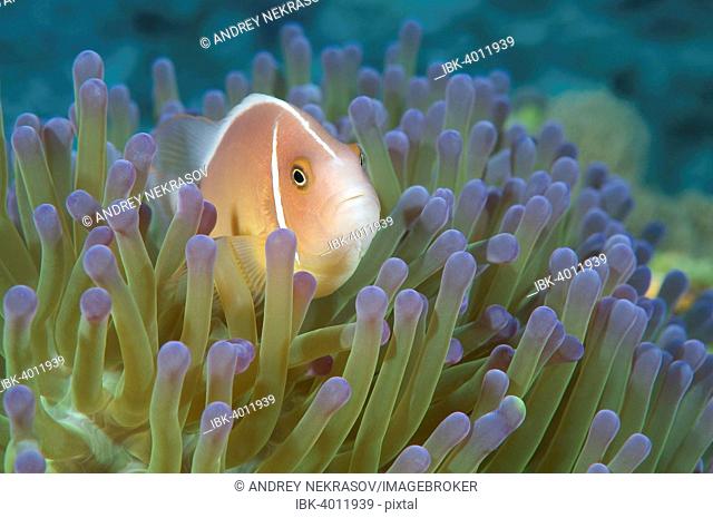 Pink Skunk Clownfish or Pink Anemonefish (Amphiprion perideraion), Bohol Sea, Philippines