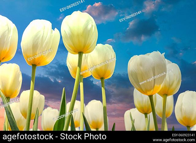 Beautiful sunset view white tulips with a yellow heart looking upwards to the sky
