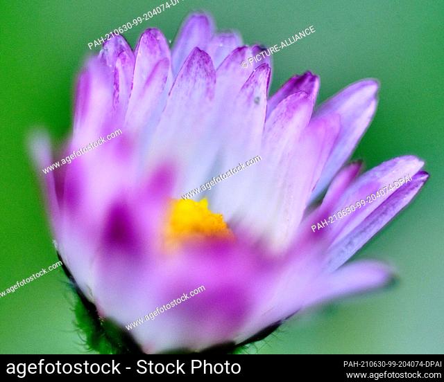 05 June 2021, Lower Saxony, Brunswick: A daisy (Bellis perennis), also called a daisy, blooms in a meadow in a semi-natural garden