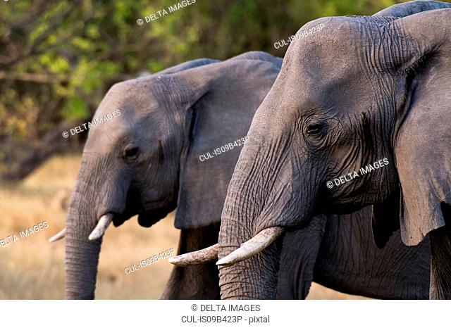 Two elephants (Loxodonta africana) side by side, Khwai concession, Okavango delta, Botswana