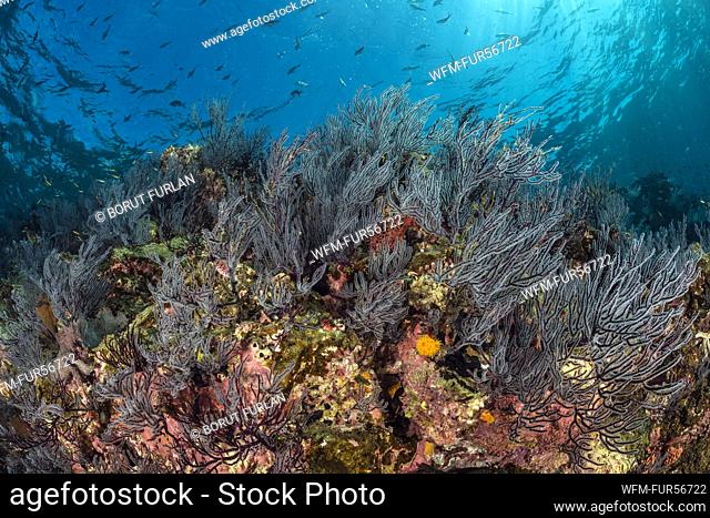 Sea Fans on Coral Reef, Muricea californica, La Paz, Baja California Sur, Mexico